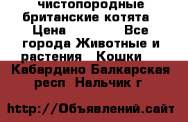 чистопородные британские котята › Цена ­ 10 000 - Все города Животные и растения » Кошки   . Кабардино-Балкарская респ.,Нальчик г.